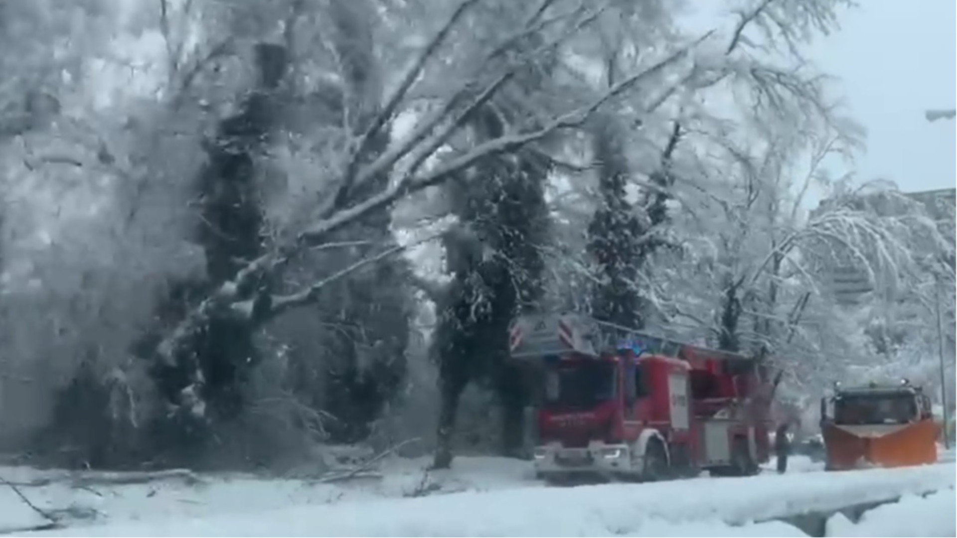 Neve, danni e criticità nel Potentino: diversi gli alberi caduti