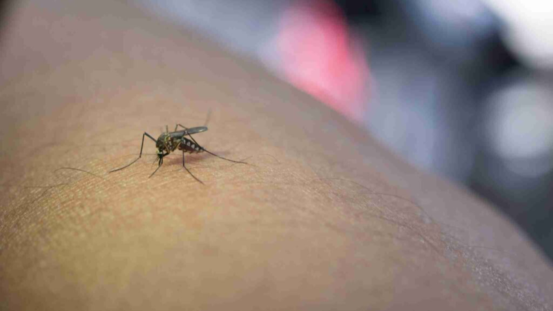Zanzara West Nile, primo caso in Basilicata