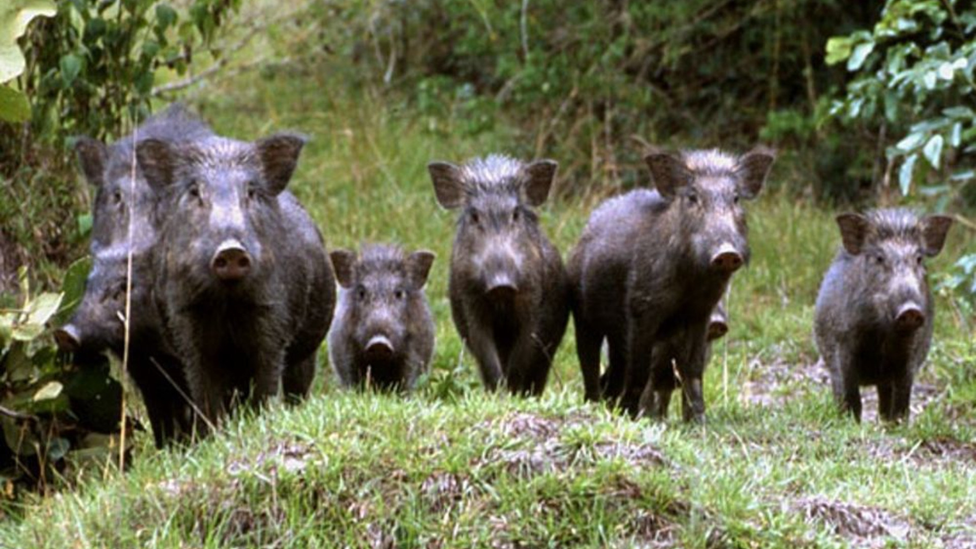 Emergenza cinghiali, la Regione stanzia 137mila euro