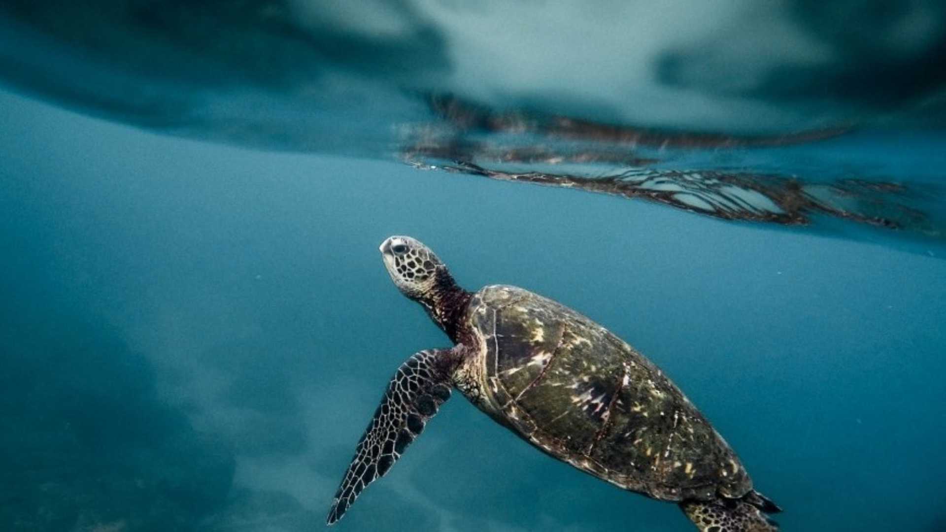 "Mare monstrum", Basilicata maglia nera d'Italia